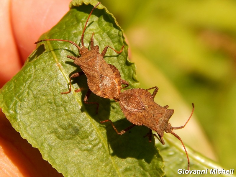 Coreidae: Coreus marginatus della Lombardia (PV)